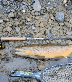 Brown Trout caught on a fly rod